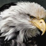 Exploring Patriotism in 2017 America