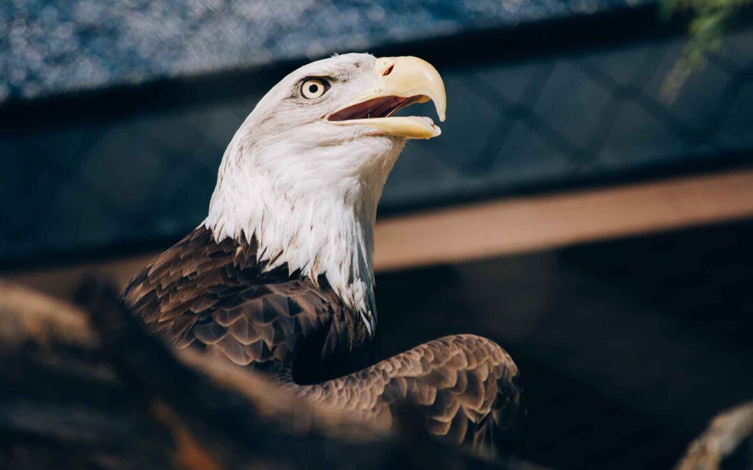 Eagles Across United States Shocked at What They Now Stand For